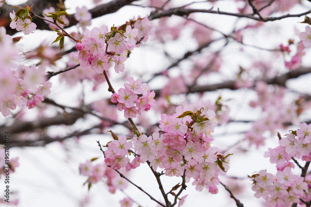 Obraz premium 満開の桜