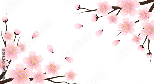 Pink cherry blossom sakura branch with falling petals on white background. Spring floral vector illustration for greeting card and wedding design with copy space.