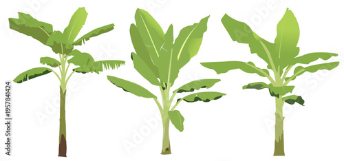 Tropical Banana Tree Illustration Botanical Plant Isolated on White