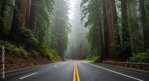Majestic Forest Road Leading Through Towering Redwoods In Misty Atmosphere