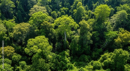 Wallpaper Mural Lush Green Canopy Forest From Above Torontodigital.ca