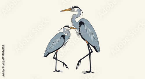 Two Grey Herons Standing Together Outdoors.
