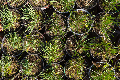 Canvastavla Overhead view of many black plastic nursery pots filled with soil and green seed