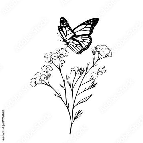 Black Butterfly Flying Above White Flowers on White Background