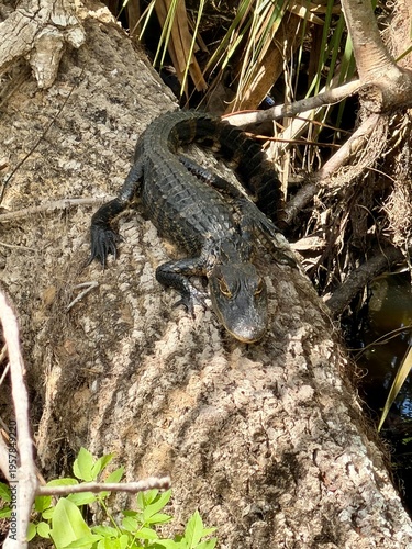 Baby alligator laying on a log
