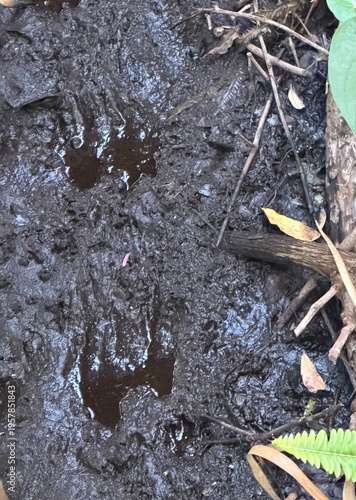 Animal tracks in the mud