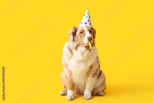 Cute Australian Shepherd do...