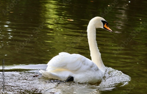 Swan swimming in the pond