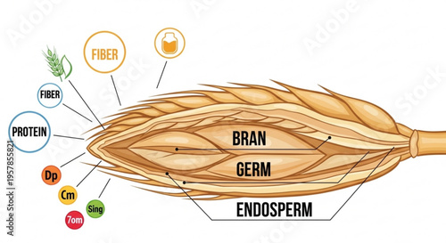 Detailed illustration of wheat grain anatomy showing bran germ endosperm and nutritional components