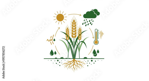 Wheat plant growth cycle with sun rain and thermometer icons illustrating environmental factors