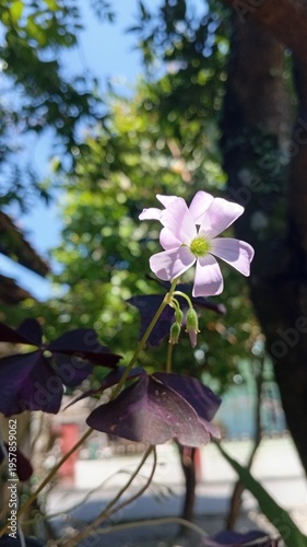 pink flowers in the garden