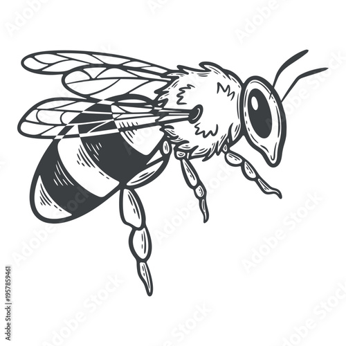 Honey bee, flying, side view, lines, hand-drawn, black and white, graphic illustration, engraving isolated