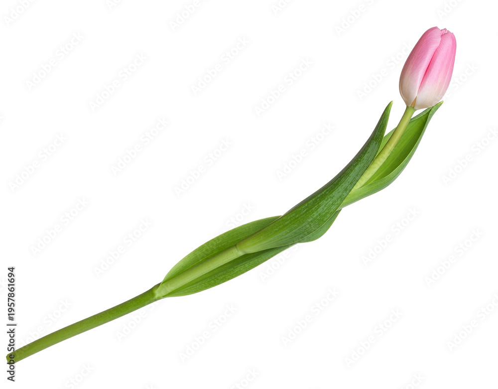 Fototapeta premium Pink tulip