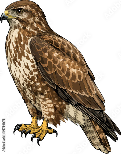Tableau sur toile Buteo buteo illustration art