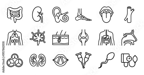 Human Anatomy and Internal Organ Systems Minimalist Geometric Line Art Outline Symbols for Medical Healthcare and Biological Research