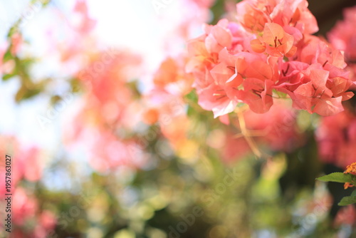 Spring flowers Background, spring background, flowers on blurred background 