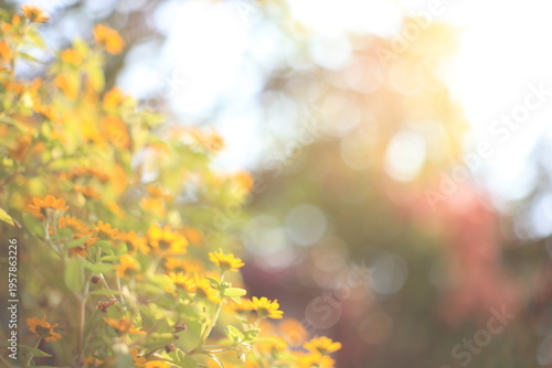 Spring flowers Background, spring background, flowers on blurred background 