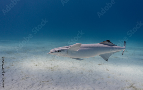 Tableau sur toile Remora Fish