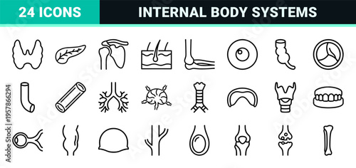 Human Internal Organs and Anatomy Minimalist Monoline Icon Set for Healthcare Education and Medical Research Interface Design.