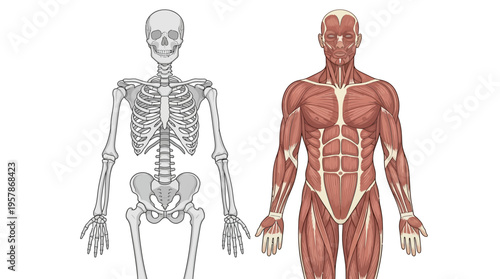 Anatomical illustration of the human skeletal and muscular systems side-by-side on a white background
