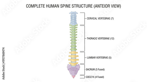 Anatomical Illustration of the Complete Human Spine Structure An Anterior View