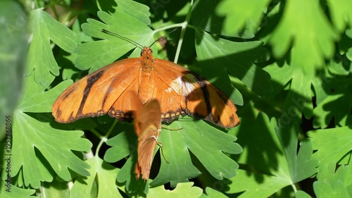 an orange julia butterfly crawls underneath another during courtship mating rituals