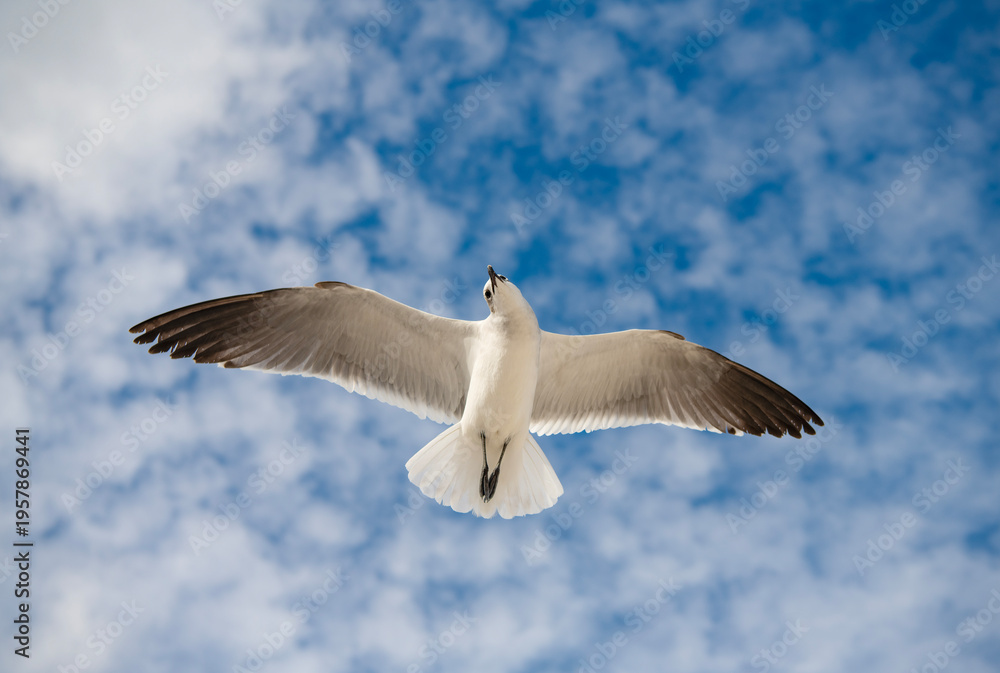 Fototapeta premium Laughing seagull at the sea. Seagull near water. Sea gull bird. Fauna and nature. Seagull bird observing the water. Sea gull with beak and feather. Laughing Gull. Seagull sitting outdoor. Marine bird
