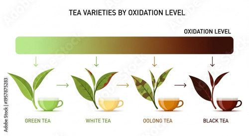 Tea varieties by oxidation level infographic with green white oolong and black tea types