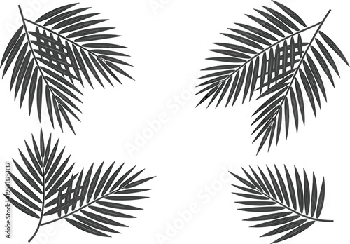 Tropical palm leaves vector set, black silhouette of exotic jungle foliage for summer and nature design