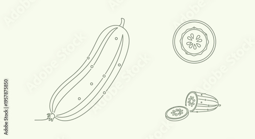 Detailed drawing of a zucchini vegetable.