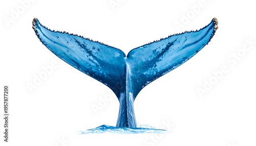 Majestic Blue Whale Tail Fluke Splashing Water Isolated White Background.