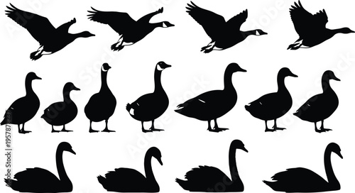 Elegant swan silhouettes with soft pastel background, graceful birds composition with minimal aesthetic and serene water reflection style illustration