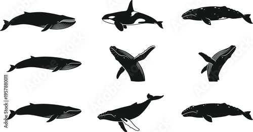 Detailed Whale Silhouettes Set Featuring Orca, Humpback, and Blue Whales in Various Swimming and Breaching Poses for Marine Life Graphic Design