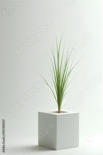 Slim green dracaena plant in modern white cube planter with sand minimalist indoor decor and soft studio lighting