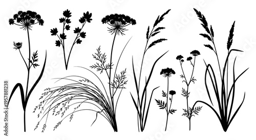 Tableau sur toile Collection of Wildflower and Meadow Grass Silhouettes Isolated on White