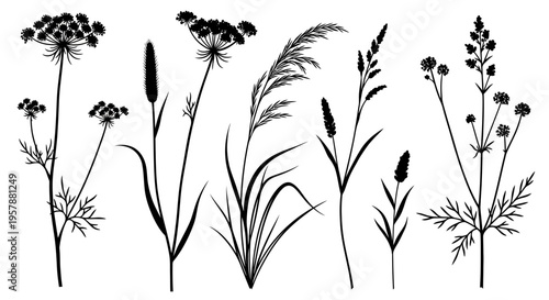Set of Meadow Wildflower and Grass Silhouettes, Botanical Plant Elements Vector