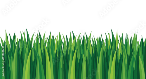 Vibrant green grass blades border vector illustration isolated on white background