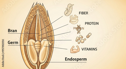 Detailed diagram of a grain kernel showing bran germ endosperm fiber protein and vitamins