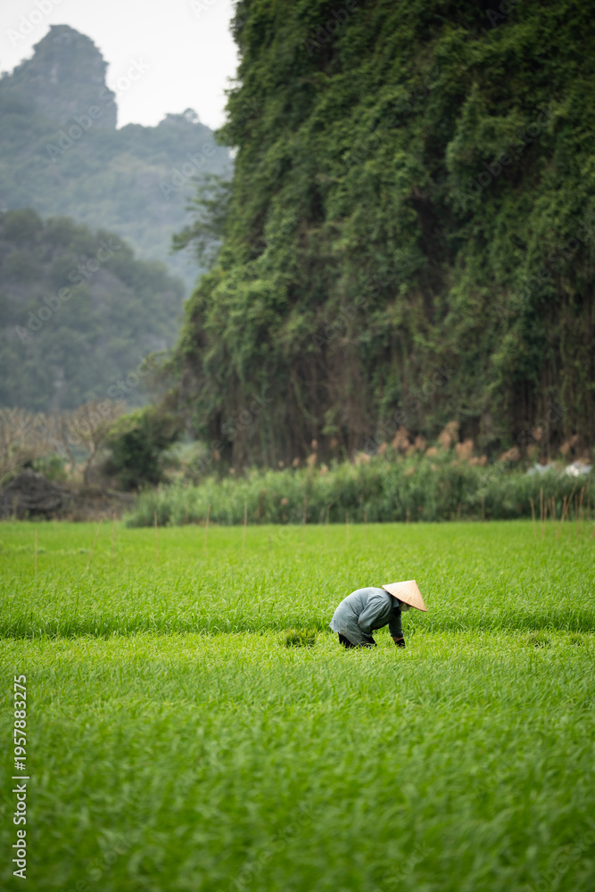 Fototapeta premium Local Vietnamese person farm worker in conical hat working at fields in countryside. Farmer standing in middle of lush green rice plantation, growing rice, taking care of sprouts and thins out grass.