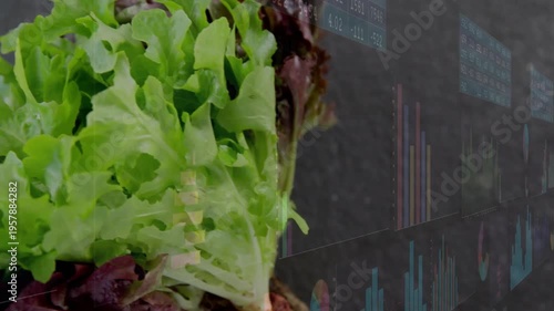 Lettuce moving toward center as camera pushing in, charts overlaying, highlighting agriculture data