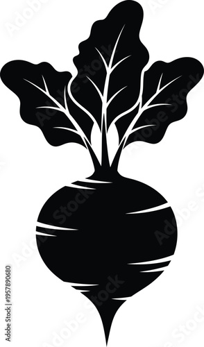 Beet illustration