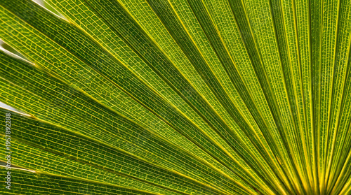 Close-up of a vibrant green palm leaf.