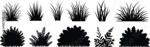 Black and white of pine tree branches and pine cones against a white background pine branches pine needles