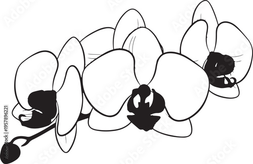 Set of 3 black orchid flowers vector illustration
