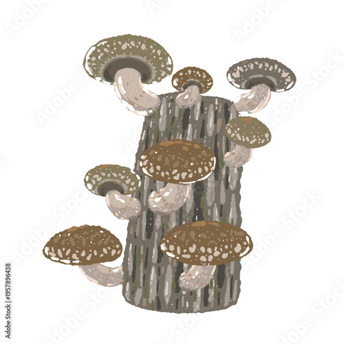 Log Cultivation Shiitake Mushroom Illustration