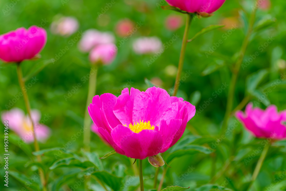 Obraz premium 初夏の庭園に咲く鮮やかなピンクのシャクヤクの花と緑の背景