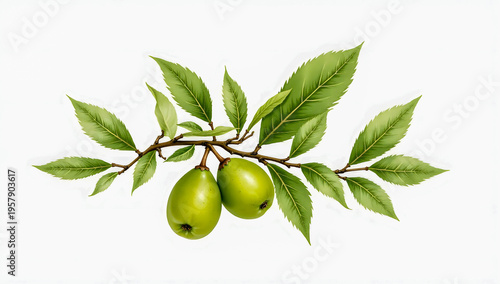 Olive branch with green olives and lush leaves on a white background  
