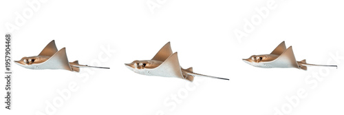 Cownose Ray Life Cycle Featuring Adult and Pup Isolated on White Background - Rhinoptera Bonasus Marine Biology, Eagle Ray Wildlife Photography, and Nature Science Illustration