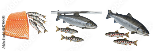 Foto Atlantic Salmon Life Cycle with Fry and Fillet Isolated on White Background - Sa