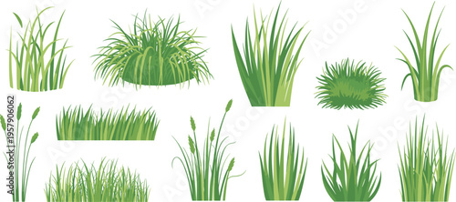 Green grass blades isolated on white background with varying textures and heights